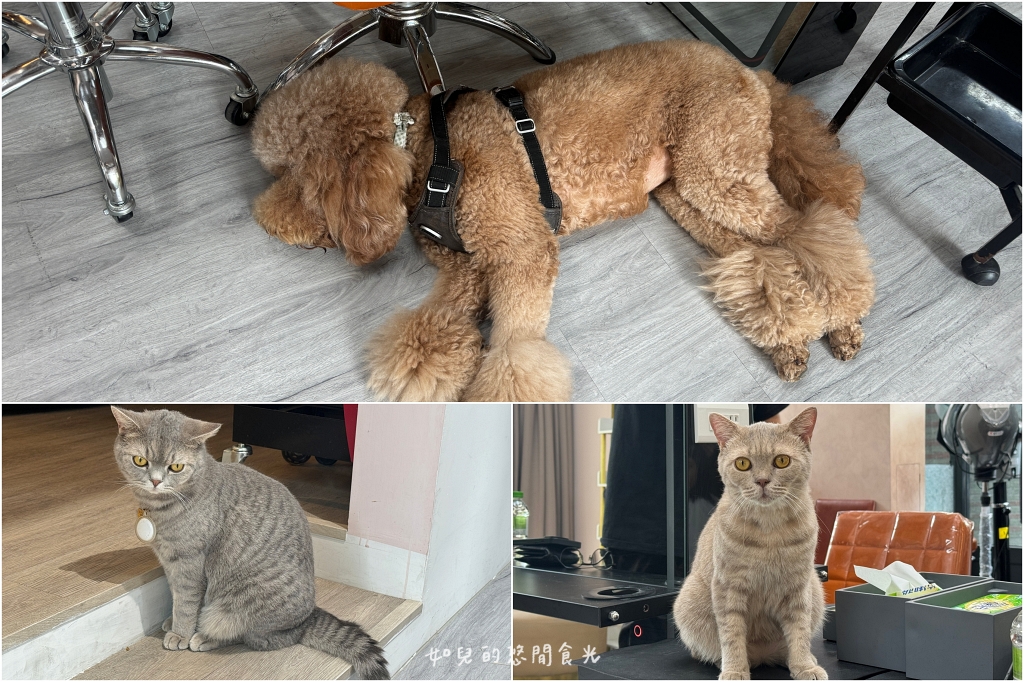 VS hair｜輕鬆打造自然蓬度，與分線說掰掰，專業髮根燙/質感染髮找Vicky寵物友善髮廊｜西屯剪燙護髮/台中美髮推薦