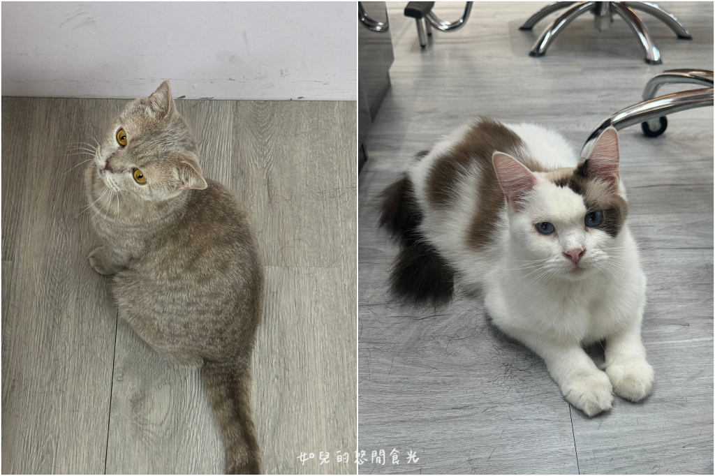 VS hair｜輕鬆打造自然蓬度，與分線說掰掰，專業髮根燙/質感染髮找Vicky寵物友善髮廊｜西屯剪燙護髮/台中美髮推薦