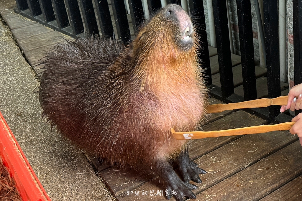 VS hair｜輕鬆打造自然蓬度，與分線說掰掰，專業髮根燙/質感染髮找Vicky寵物友善髮廊｜西屯剪燙護髮/台中美髮推薦