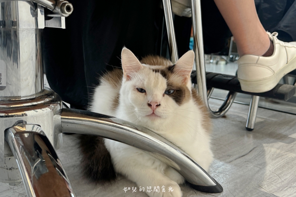 VS hair｜輕鬆打造自然蓬度，與分線說掰掰，專業髮根燙/質感染髮找Vicky寵物友善髮廊｜西屯剪燙護髮/台中美髮推薦