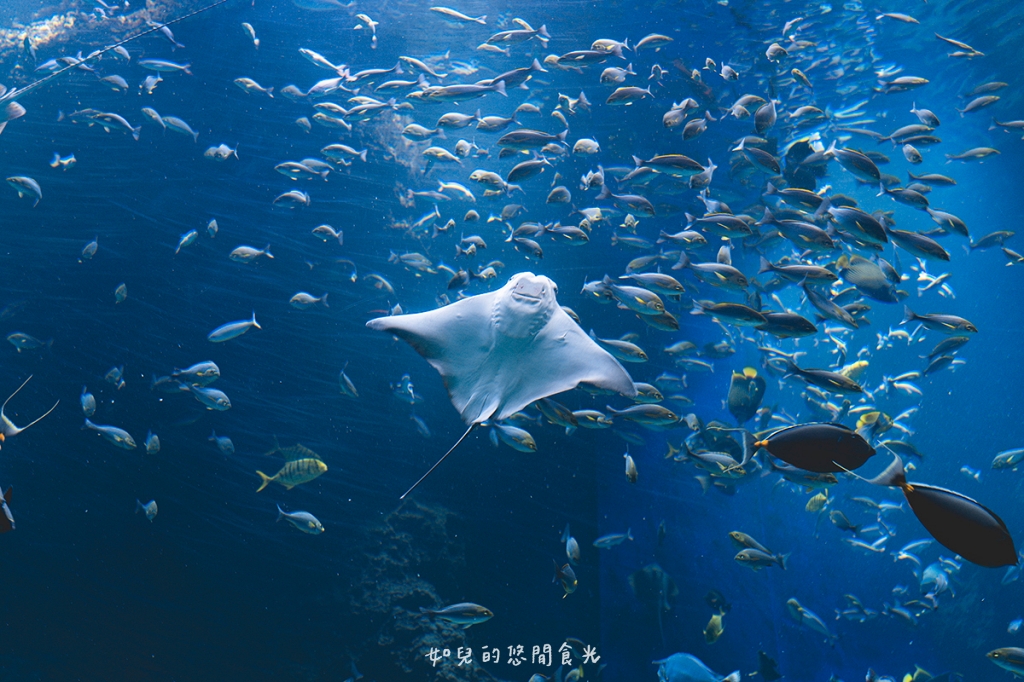 港風海線小旅行｜串連海洋館/舶來品商圈，最新遊程吃喝玩樂通通有｜台中清水梧棲一日遊景點行程分享/旅遊懶人包推薦