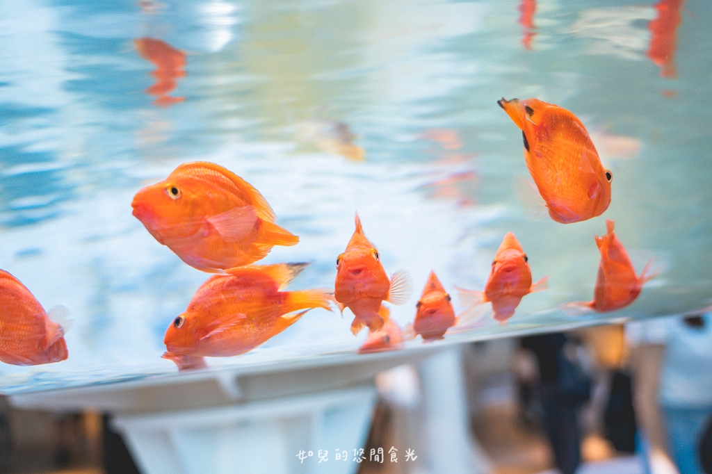 港風海線小旅行｜串連海洋館/舶來品商圈，最新遊程吃喝玩樂通通有｜台中清水梧棲一日遊景點行程分享/旅遊懶人包推薦