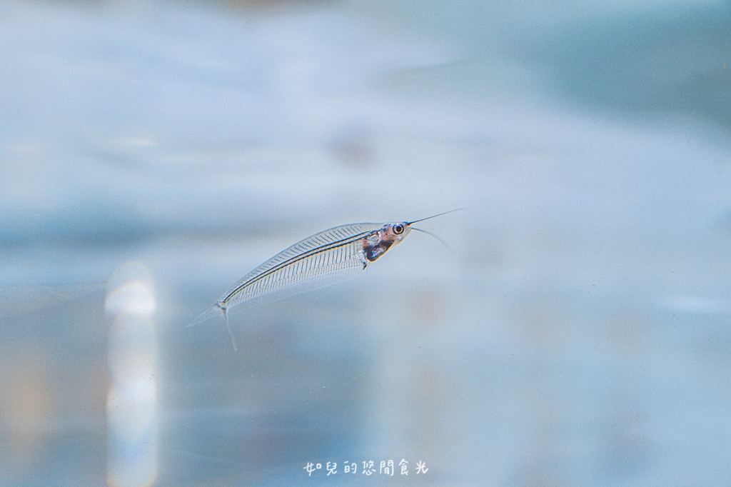 港風海線小旅行｜串連海洋館/舶來品商圈，最新遊程吃喝玩樂通通有｜台中清水梧棲一日遊景點行程分享/旅遊懶人包推薦