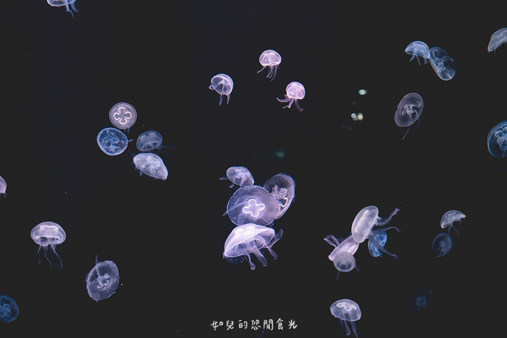 港風海線小旅行｜串連海洋館/舶來品商圈，最新遊程吃喝玩樂通通有｜台中清水梧棲一日遊景點行程分享/旅遊懶人包推薦