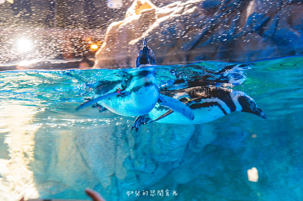 港風海線小旅行｜串連海洋館/舶來品商圈，最新遊程吃喝玩樂通通有｜台中清水梧棲一日遊景點行程分享/旅遊懶人包推薦