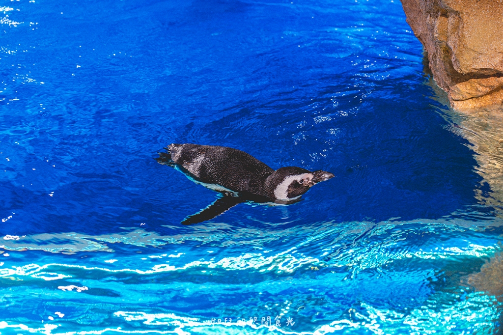 港風海線小旅行｜串連海洋館/舶來品商圈，最新遊程吃喝玩樂通通有｜台中清水梧棲一日遊景點行程分享/旅遊懶人包推薦