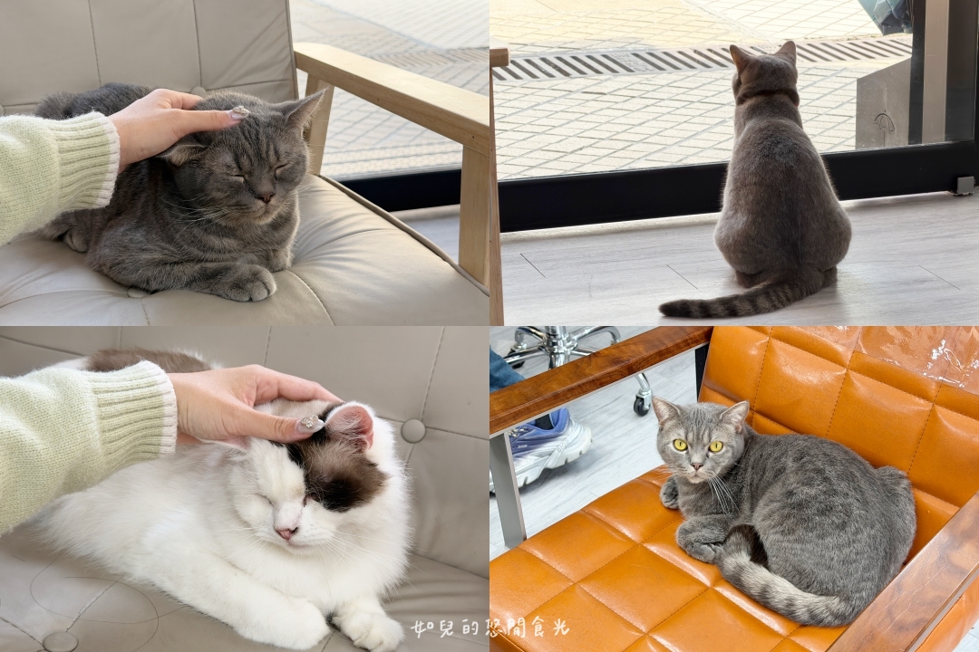 VS hair|2026護髮推薦,染燙後必做x受損髮救星「京喚羽護髮」|寵物友善髮廊/西屯剪燙護髮/台中美髮推薦 VS hair|2026護髮推薦,染燙後必做x受損髮救星「京喚羽護髮」|寵物友善髮廊/西屯剪燙護髮/台中美髮推薦