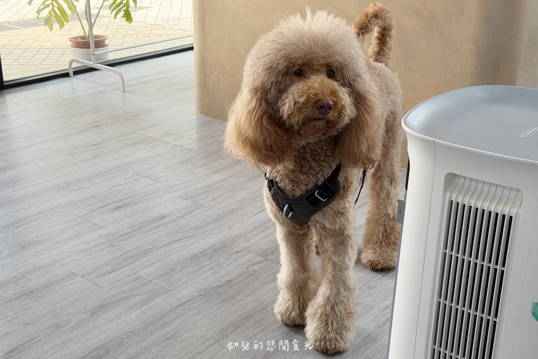 VS hair|2026護髮推薦,染燙後必做x受損髮救星「京喚羽護髮」|寵物友善髮廊/西屯剪燙護髮/台中美髮推薦 VS hair|2026護髮推薦,染燙後必做x受損髮救星「京喚羽護髮」|寵物友善髮廊/西屯剪燙護髮/台中美髮推薦