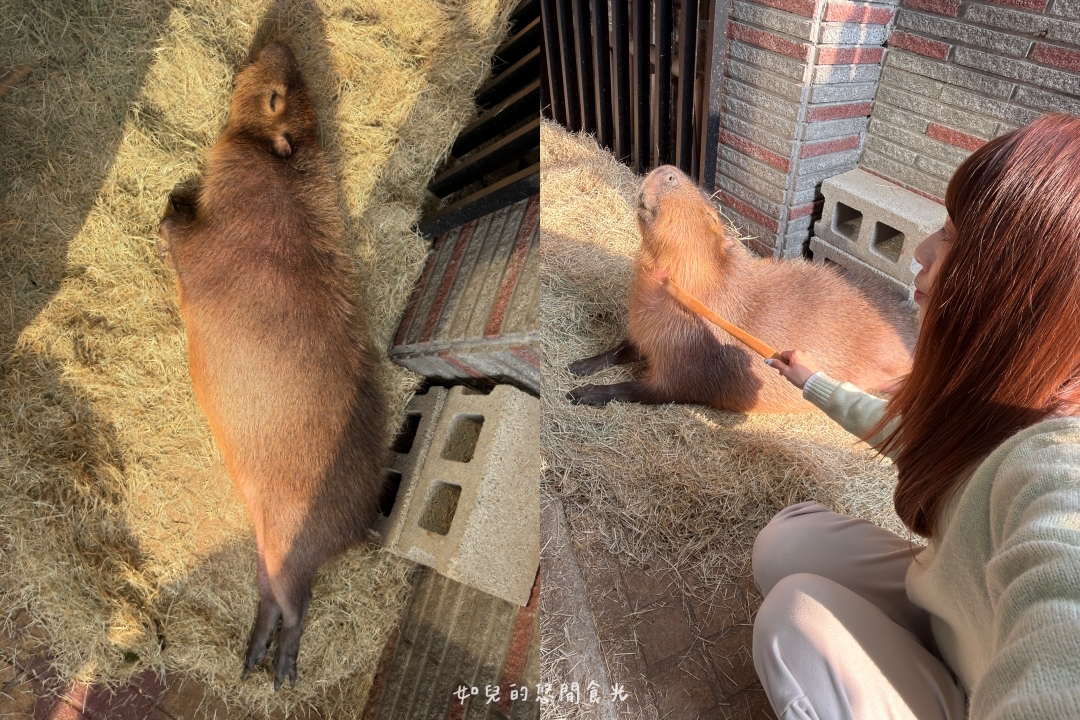 VS hair|2026護髮推薦,染燙後必做x受損髮救星「京喚羽護髮」|寵物友善髮廊/西屯剪燙護髮/台中美髮推薦 VS hair|2026護髮推薦,染燙後必做x受損髮救星「京喚羽護髮」|寵物友善髮廊/西屯剪燙護髮/台中美髮推薦